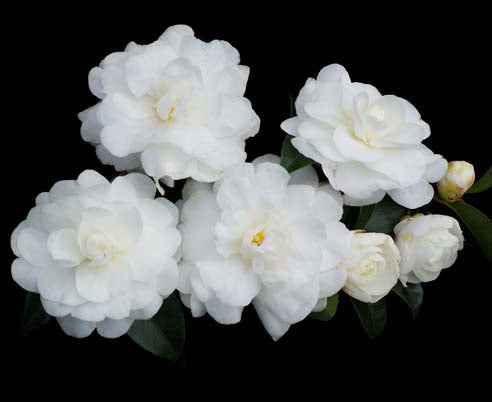 Camellia 18cm