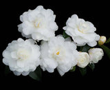 Camellia 18cm