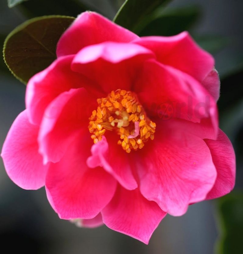 Camellia 18cm