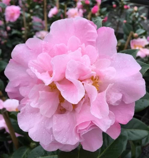 Camellia 18cm