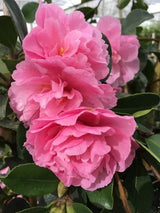 Camellia 18cm