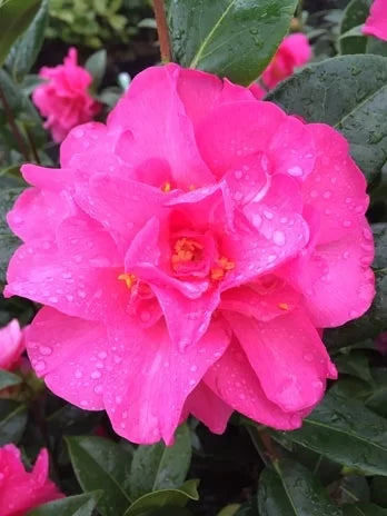 Camellia 18cm