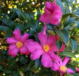 Camellia 18cm