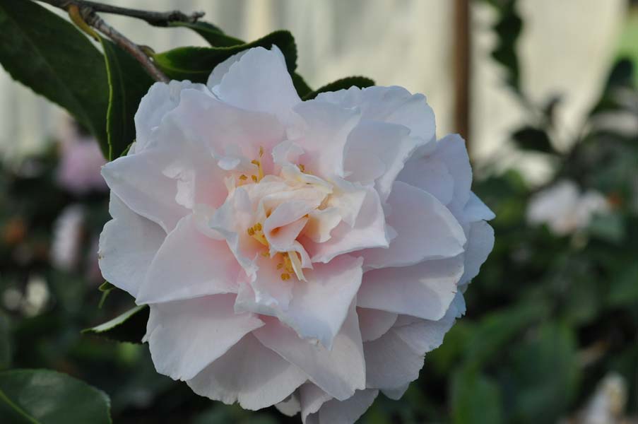 Camellia 18cm