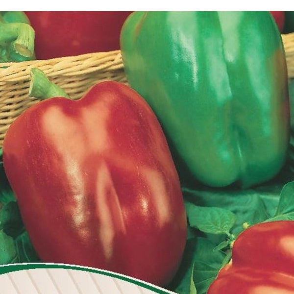 Capsicum Californian Wonder Seed