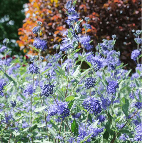 Caryopteris Grand Bleu 14cm