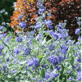 Caryopteris Grand Bleu 14cm
