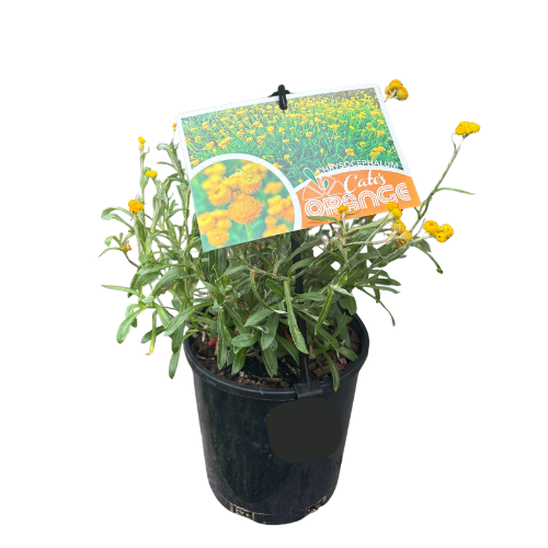 Chrysocephalum 'Cate's Orange' 14cm