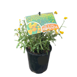 Chrysocephalum 'Cate's Orange' 14cm