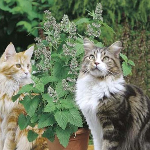 Catnip 10cm