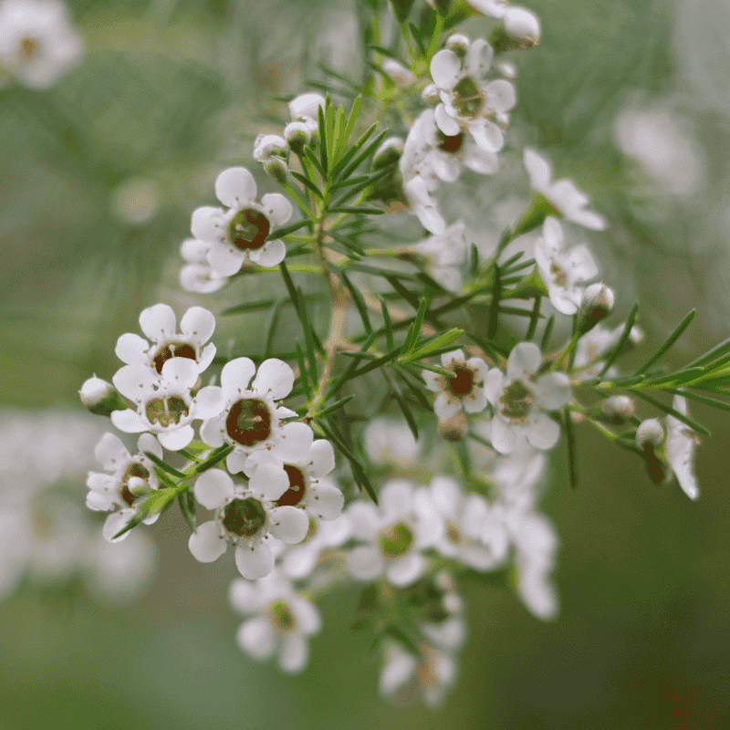 Chamelaucium Ice Queen 18cm