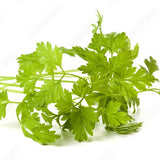 Chervil Seeds