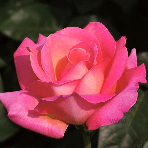 Rose Chicago Peace Bush 20cm