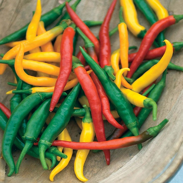Chilli Devils Brew Seed