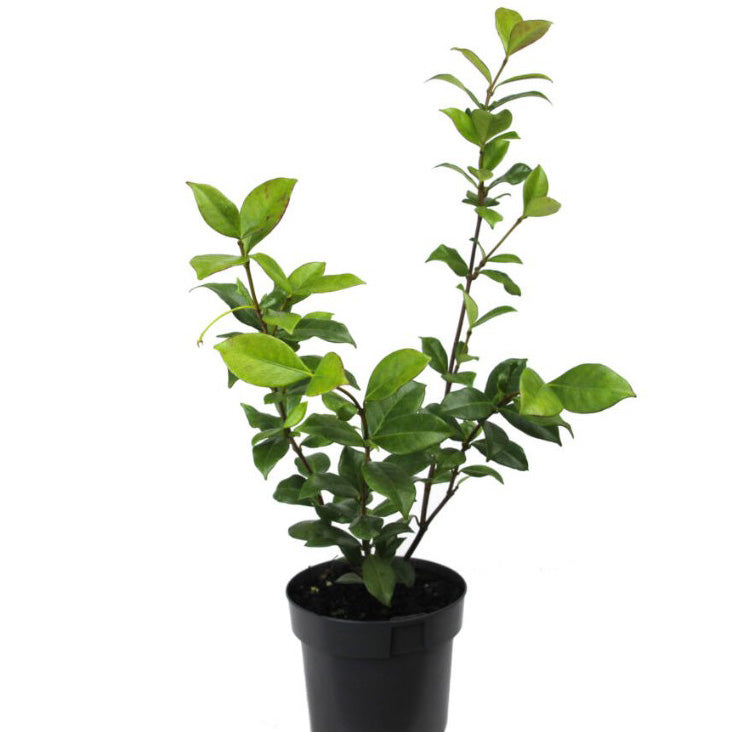 Trachelospermum Chinese Star Jasmine 14cm