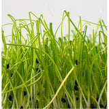 Chives Garlic Seeds