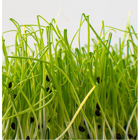 Chives Garlic Seeds