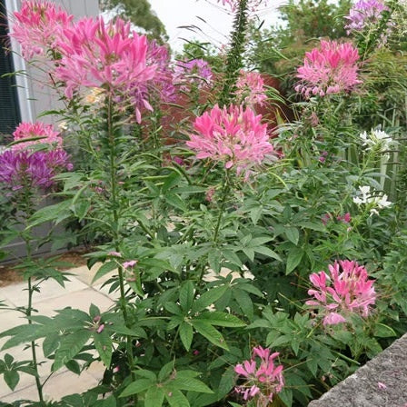 Cleome Sparkler Punnet
