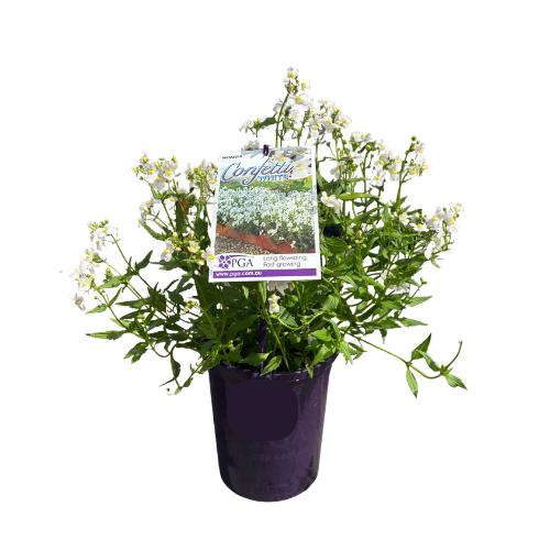 Nemesia White Confetti 14cm
