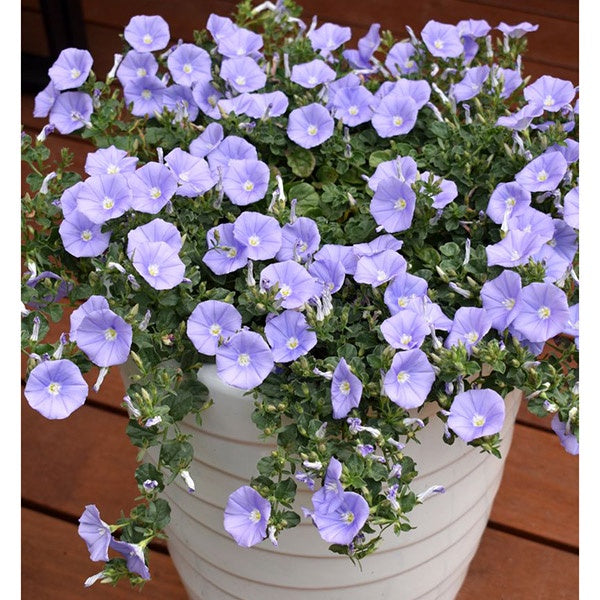 Convolvulus Moroccan Moon 14cm