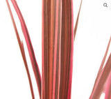 Cordyline Electric Pink 18cm
