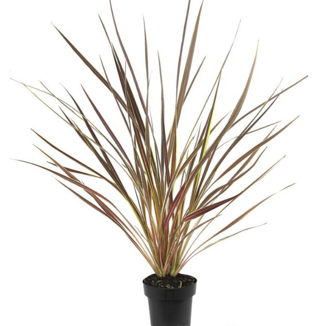 Cordyline Electric Star 18cm