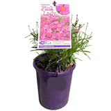 Coreopsis Pink Lady 14cm