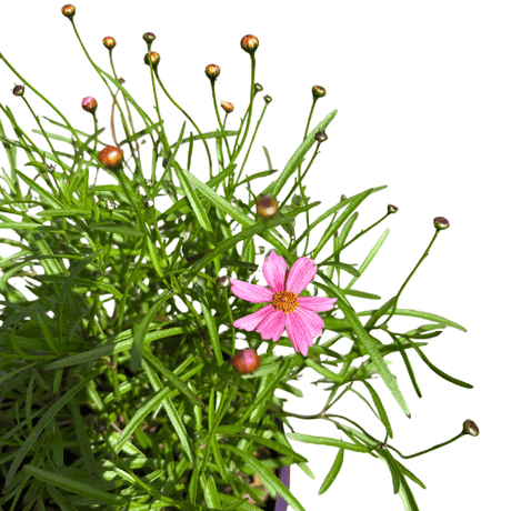 Coreopsis Pink Lady 14cm