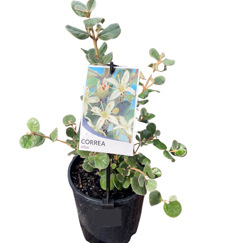 Correa alba Compact Form 14cm