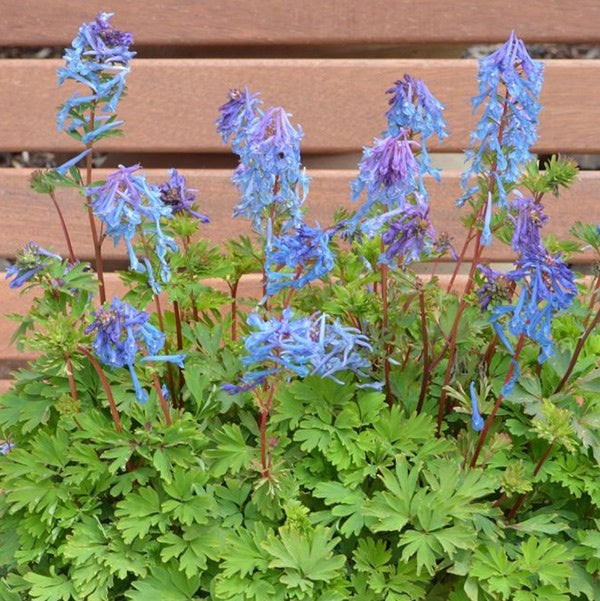 Corydalis Blue Line 14cm