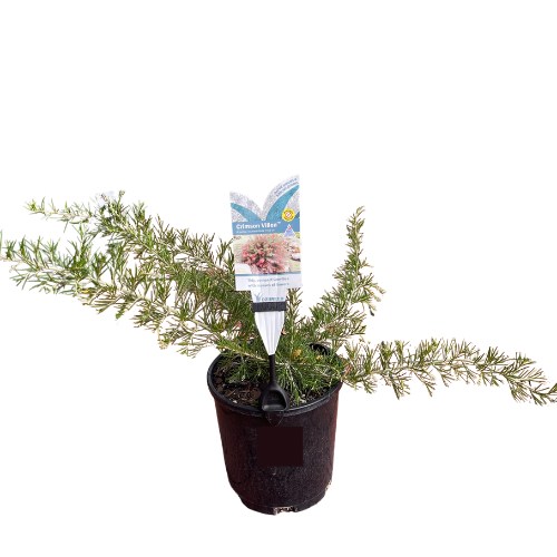 Grevillea_Crimson Villea 14cm