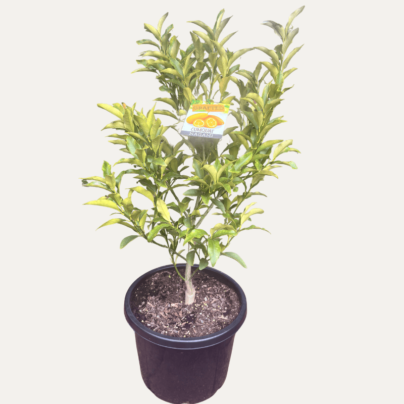 Cumquat 'Nagami' 33cm