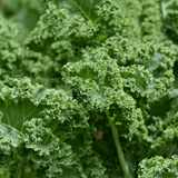 Kale Curly Mix 10cm