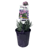 Allium Curly Tops 14cm