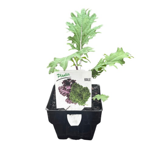 Kale Curly Mix 10cm
