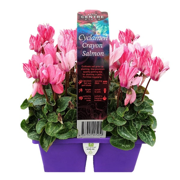 Cyclamen Crayon Salmon Shades