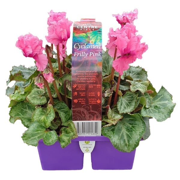 Cyclamen Frilly Pink