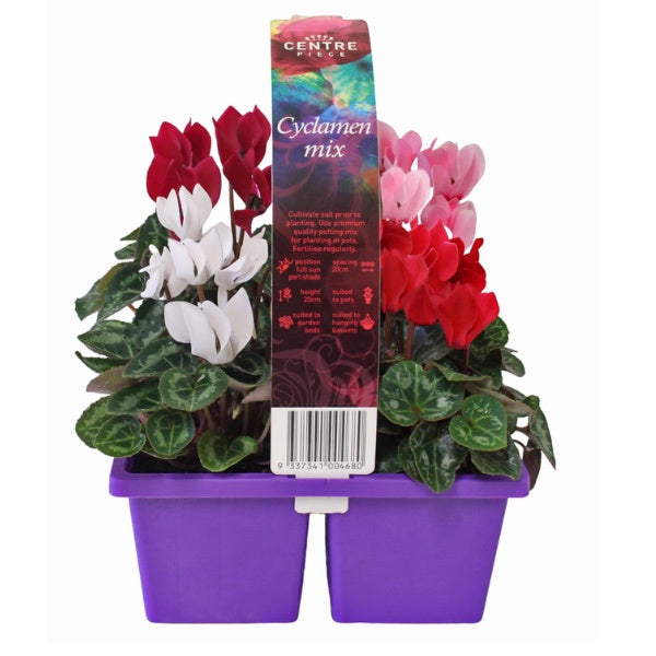 Cyclamen Mix