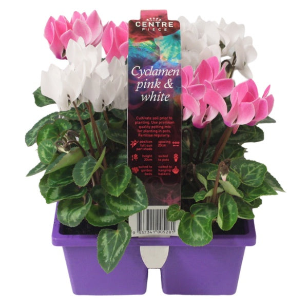 Cyclamen Pink & White