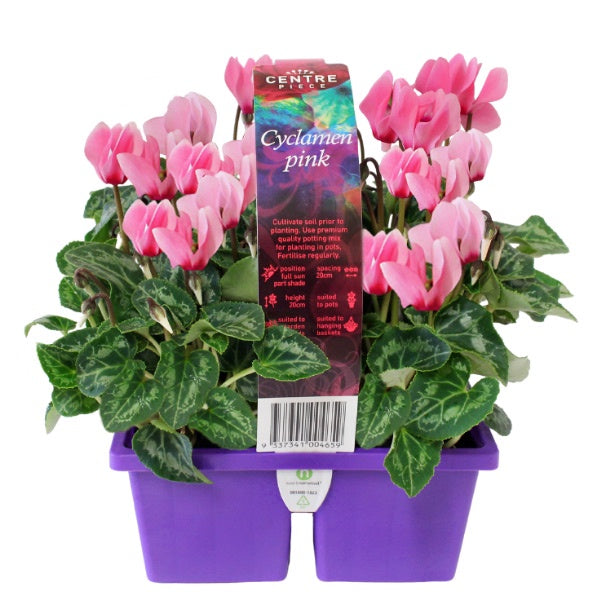 Cyclamen Pink