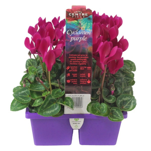 Cyclamen Purple