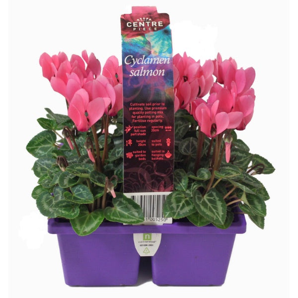Cyclamen Salmon