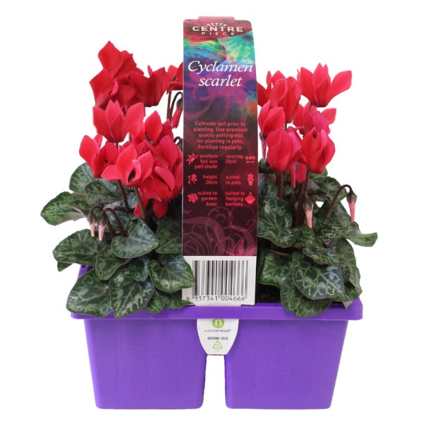 Cyclamen Scarlet