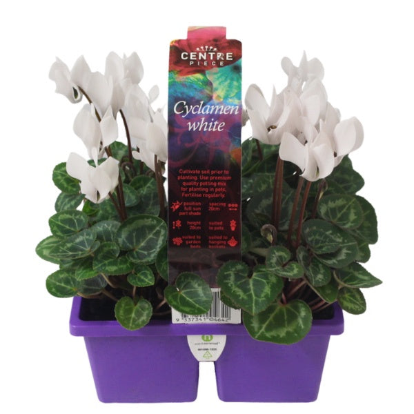 Cyclamen White