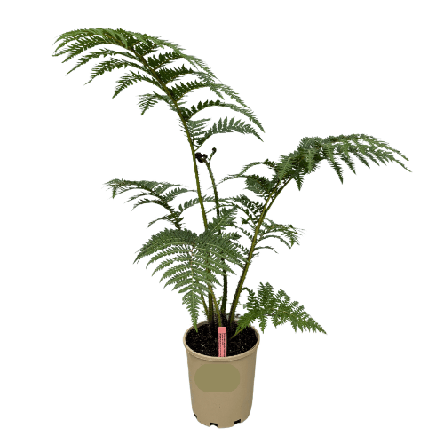 Cyathea cooperi Australian Tree Fern 18cm