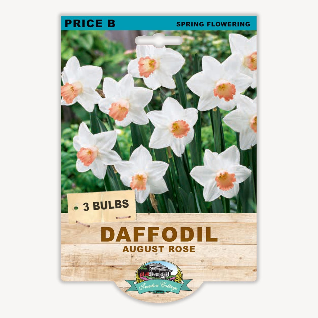 Daffodil August Rose - 3 Bulbs
