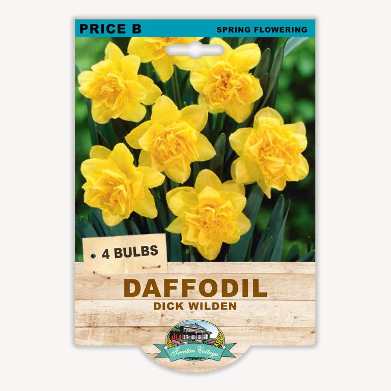 Daffodil Dick Wilden - 4 Bulbs