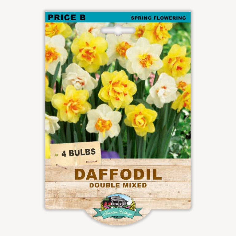 Daffodil Double Mixed - 4 Bulbs