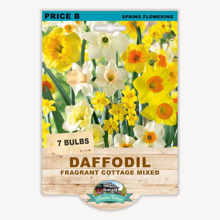 Daffodil Fragrant Cottage Mix - 7 Bulbs