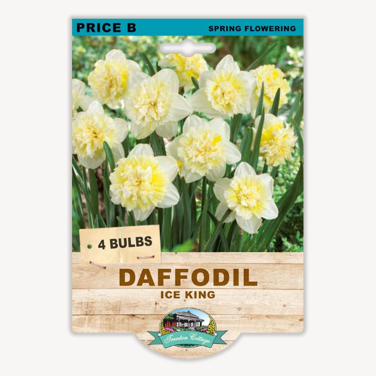 Daffodil Ice King Double - 4 Bulbs